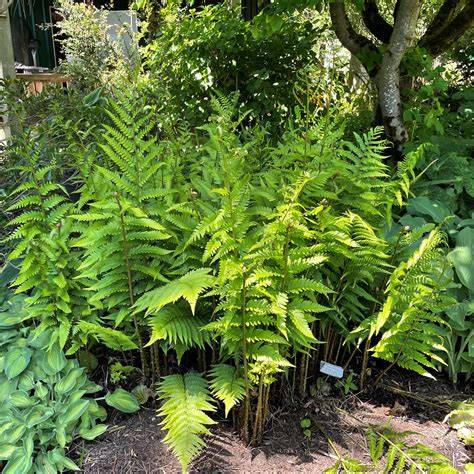 dixie wood fern