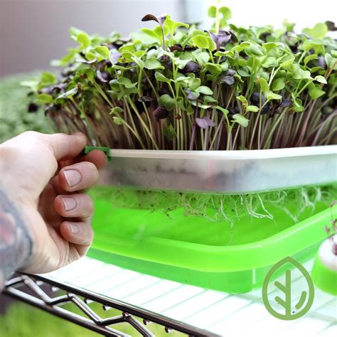 diy microgreen tray