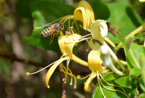 do bees like honeysuckle