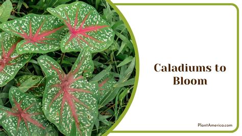 do caladiums bloom
