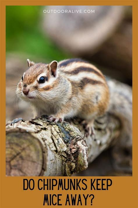 do chipmunks keep mice away