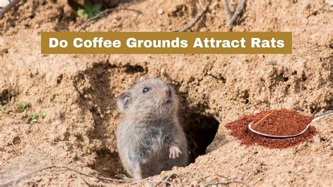 do coffee grounds attract rats