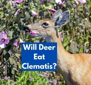 do deer eat clematis