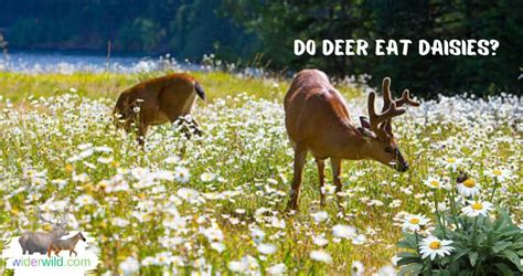 do deer eat daisies