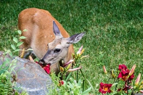 do deer eat geraniums