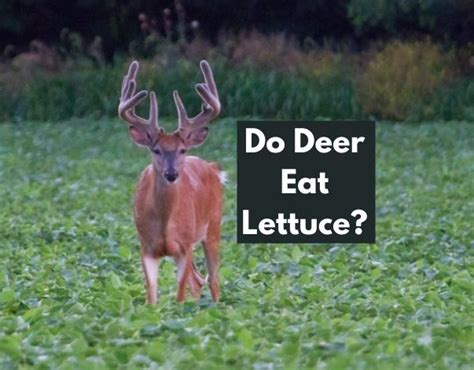 do deer eat lettuce