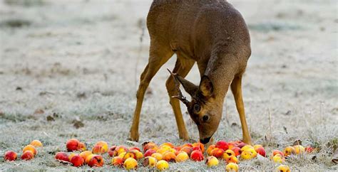 do deer eat oranges