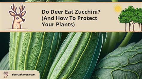 do deer eat zucchini