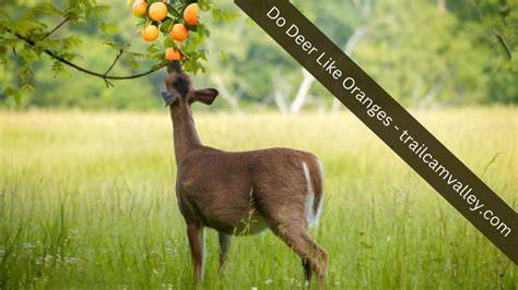 do deer like oranges