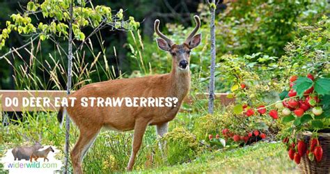 do deer like strawberries