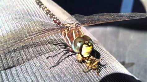 do dragonflies eat bees