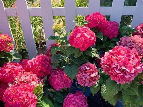 do endless summer hydrangeas bloom all summer