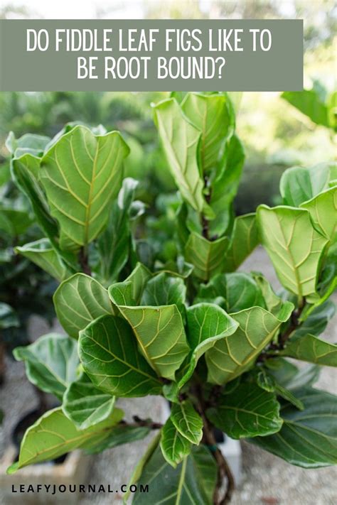 do fiddle leaf figs like to be root bound