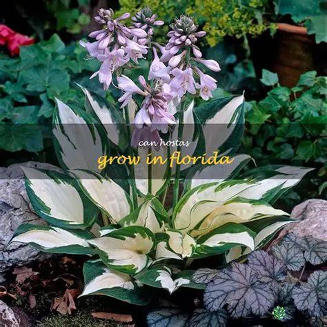 do hostas grow in florida