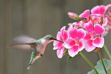 do hummingbirds like geraniums