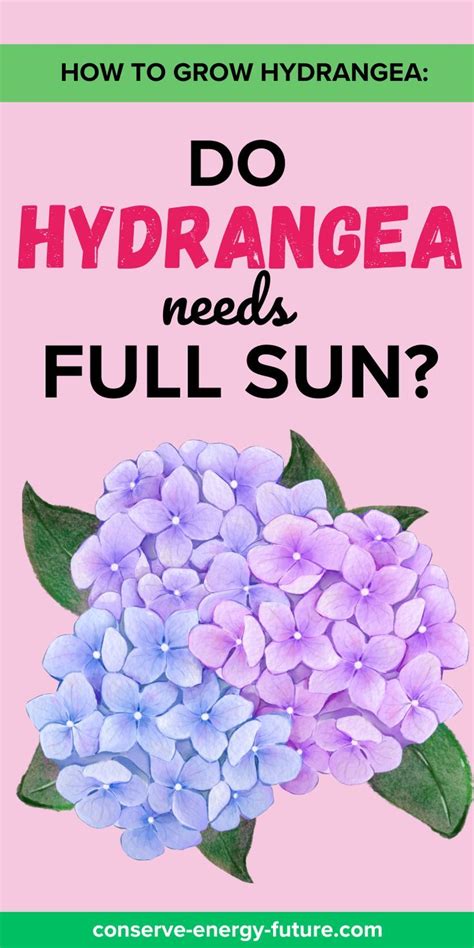 do hydrangea plants need sun
