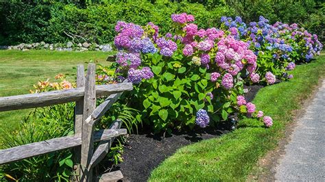 do hydrangeas need full sun
