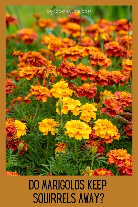 do marigolds keep squirrels away