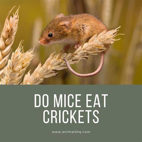 do mice eat crickets