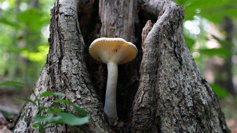 do mushrooms need sun