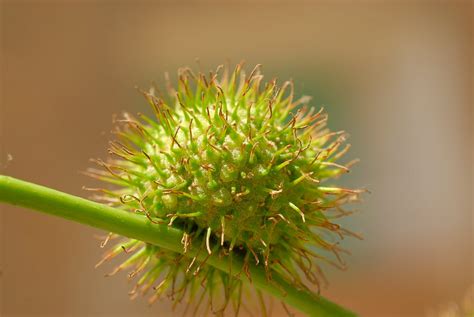 do plane trees cause allergies