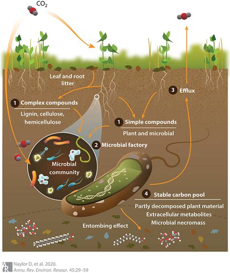 do soil microbes affect nutrients
