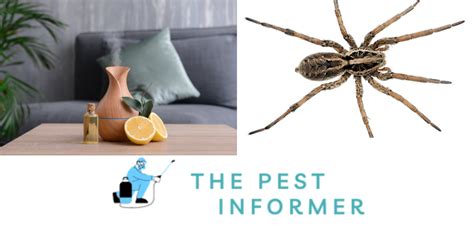 do spiders hate citronella