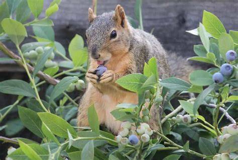 do squirrels eat blueberries