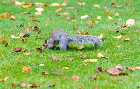 do squirrels eat grass