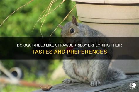 do squirrels like strawberries
