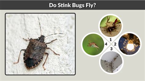 do stink bugs fly