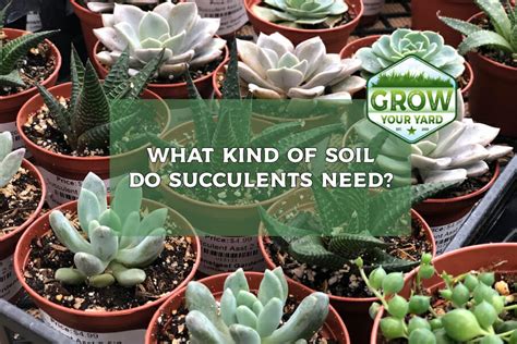 do succulents need soil