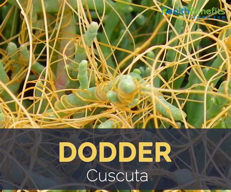 dodder weed control
