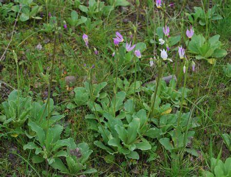 dodecatheon clevelandii
