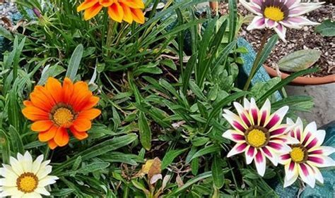 does all plants have flowers
