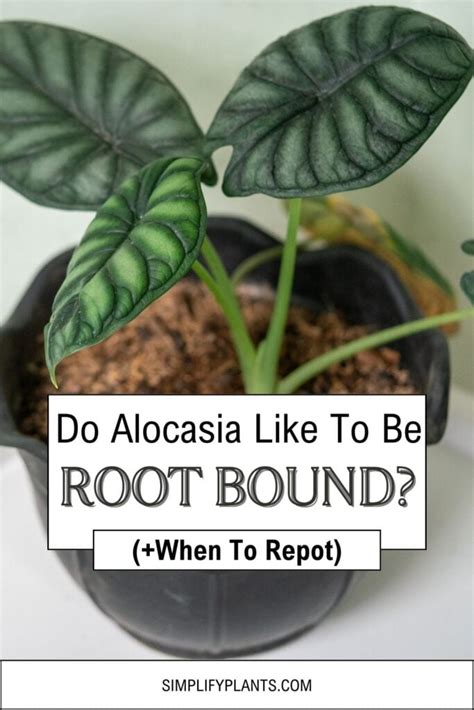 does alocasia like to be root bound