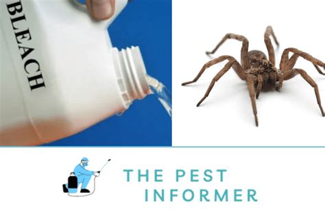 does bleach kill spiders