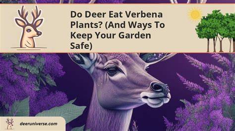 does deer eat verbena