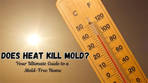 does freezing kill mold