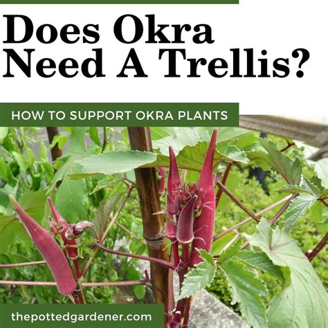 does okra need a trellis