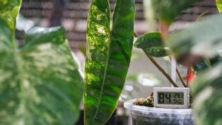does philodendron like humidity