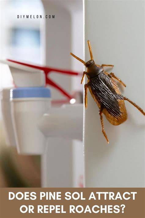 does pine sol attract roaches