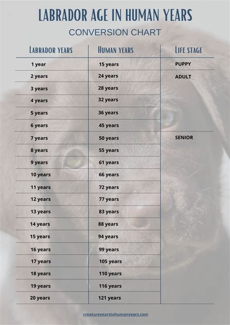 Dog Age Chart Labrador