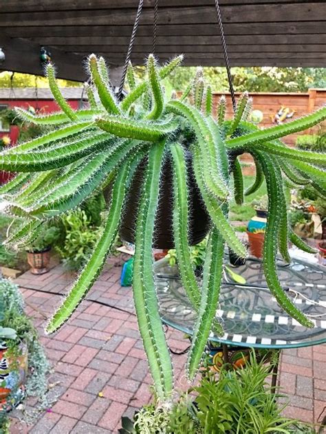 dog tail cactus
