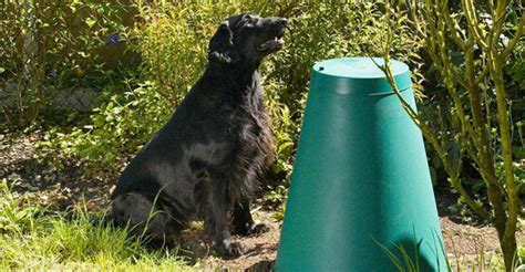 dog waste in compost