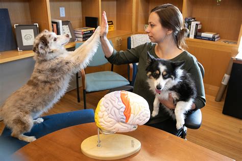 dog with brain