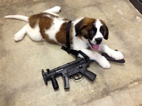 dog with gun safety