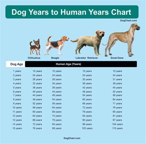 Dog Years Chart Human Years