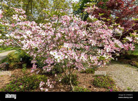 dogwood cherokee sunset