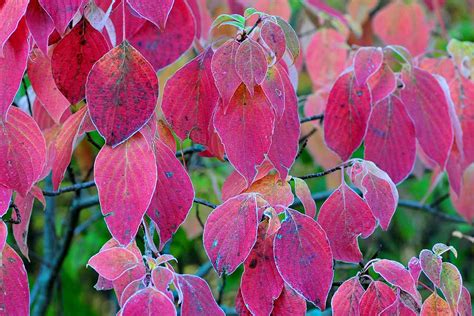 dogwood in fall